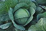 Cabbage Head Stock Photo
