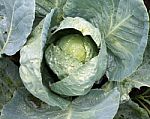 Cabbage In Garden Stock Photo