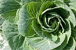 Cabbage Plant Stock Photo