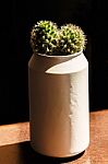 Cactus In A Can Stock Photo