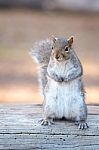California Ground Squirrel, Otospermophilus Beecheyi Stock Photo