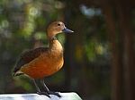 Callonetta Leucophrys Stock Photo