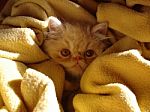 Camouflage Kitten Stock Photo