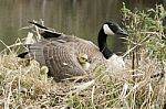 Canada Goose Gosling Nestled Under A Wing Stock Photo