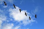 Canadian Geese Flying In Formation Stock Photo