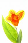 Canna lily Stock Photo