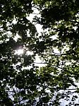 Canopy From Below Stock Photo
