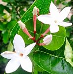 Carissa Carandas (bengal-currants) White Flower In Nature Garden.  Stock Photo