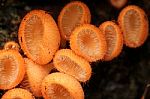 Carnivorous Fungi Stock Photo