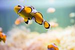 Cartoon Fish Near Sea Anemone Stock Photo