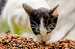 Cat Eating Grain Food Stock Photo