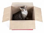 Cat In Box Stock Photo