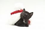 Cat In Christmas Cap Stock Photo