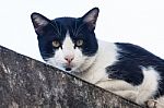 Cat On Cement Wall Stock Photo