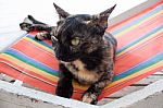 Cat On The Beach Chair Stock Photo