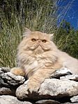 Cat On The Rocks Stock Photo