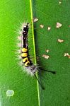 Caterpillar Stock Photo