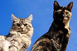 Cats Stock Photo