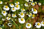 Chamomile (chamaemelum Nobile L.) Stock Photo