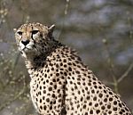 Cheetah Stock Photo