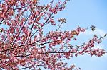 Cherry Blossom Flower And Tree Stock Photo