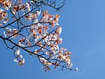 Cherry Blossoms Stock Photo