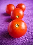 Cherry Tomatoes Stock Photo