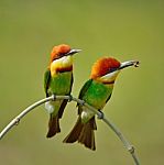 Chestnut-headed Bee-eater Stock Photo