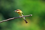 Chestnut Headed Bee Eater Stock Photo