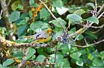 Chestnut-tailed Minla In Nature Stock Photo