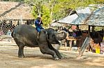 Chiangmai ,thailand - February 20 : Elephant Is Bending Down And Thank A People On February 20 ,2016 At Mae Sa Elephant Camp ,chiangmai ,thailand Stock Photo