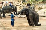 Chiangmai ,thailand - February 20 : Elephant Is Sitting And Putting Hat On Mahout 's Head On February 20 ,2016 At Mae Sa Elephant Camp ,chiangmai ,thailand Stock Photo