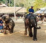 Chiangmai ,thailand - February 20 : Mahout Ride Elephant And Elephant Is Dancing On February 20 ,2016 At Mae Sa Elephant Camp ,chiangmai ,thailand Stock Photo