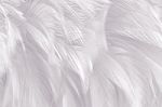 Chicken Feather Texture Background Style Vintage Color Trends Stock Photo