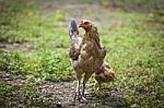 Chicken In The Green Garden Stock Photo