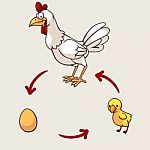 Chicken Life Cycle Stock Photo