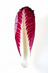 Chicory Leaf Stock Photo