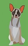 Chihuahua Stock Photo
