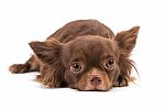 Chihuahua Dog Lying Down, Looking Scared Stock Photo