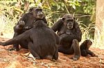 Chimpanzee Family Stock Photo