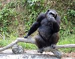 Chimpanzee Thinking Stock Photo