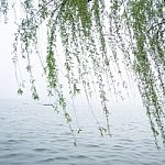 Chinese Willow Tree Stock Photo