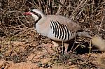 Chukar Stock Photo