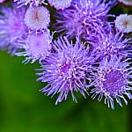 Close-up Ageratum Stock Photo