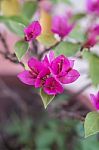 Close Up Bunch Of Purple Bougainvillea Flower In The Garden Stock Photo
