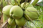 Close Up Coconut On Tree Stock Photo