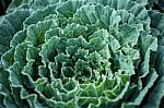 Close Up Green Cabbage Beautiful Dew Cold Weather Background, Top View Stock Photo