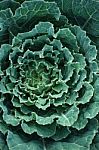 Close Up Green Cabbage Beautiful Dew Cold Weather Background, Top View Stock Photo