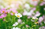 Close Up Natural Flowers Background.  Amazing View Of Colorful  Flowering In The Garden And Green Grass Landscape Overhead View With Copy Space And Template Floral Background Stock Photo