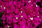 Close-up Of A Bougainvillea (bougainvillea Glabra) Plant In Gran Stock Photo